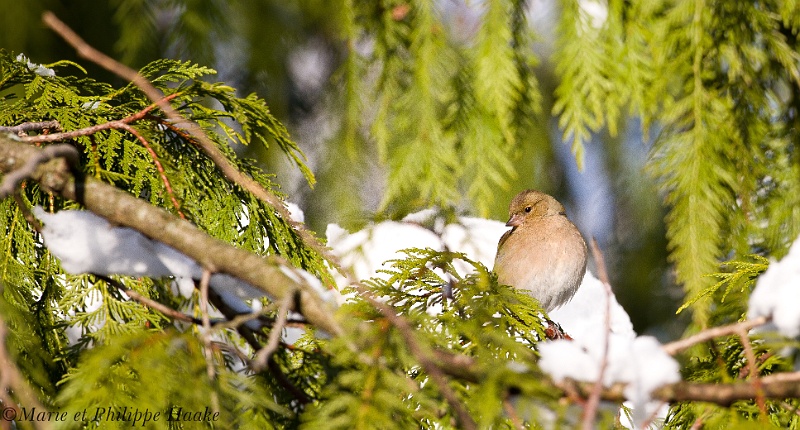 Pinson des arbres 8617_wm.jpg - Pinson des arbres - Common Chaffinch - Fringilla coelebs(Ermitage, Genève, Suisse, février 2011)